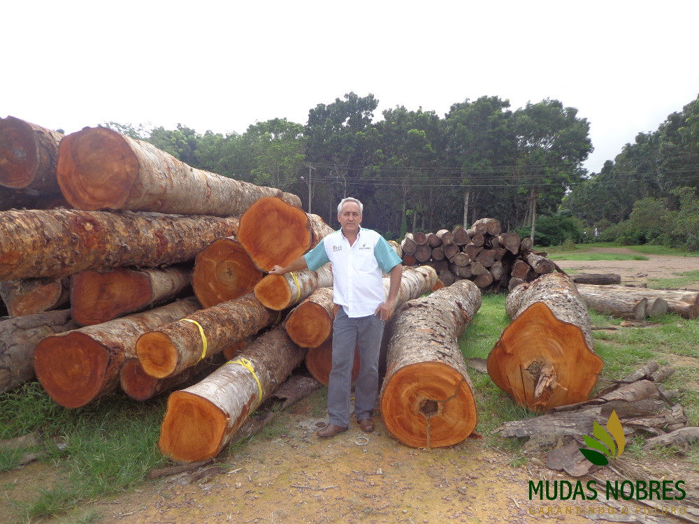 Mudas Nobres acompanhou primeira venda de mogno africano de investidores do Pará