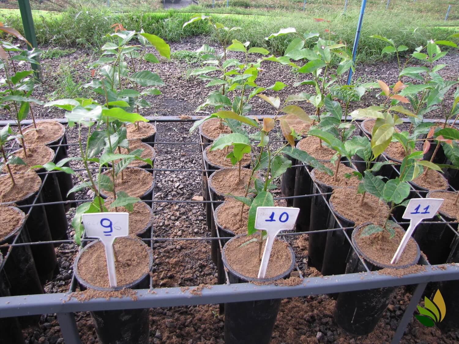 Clonagem de madeira nobre é apresentada no II Workshop Brasileiro de Mogno Africano