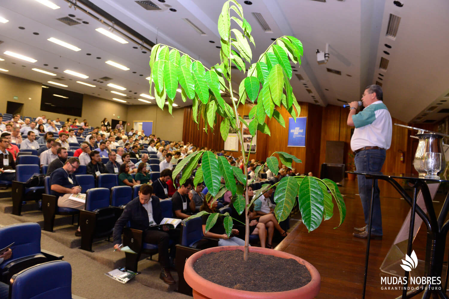 II Workshop Brasileiro de Mogno Africano comemora bons resultados