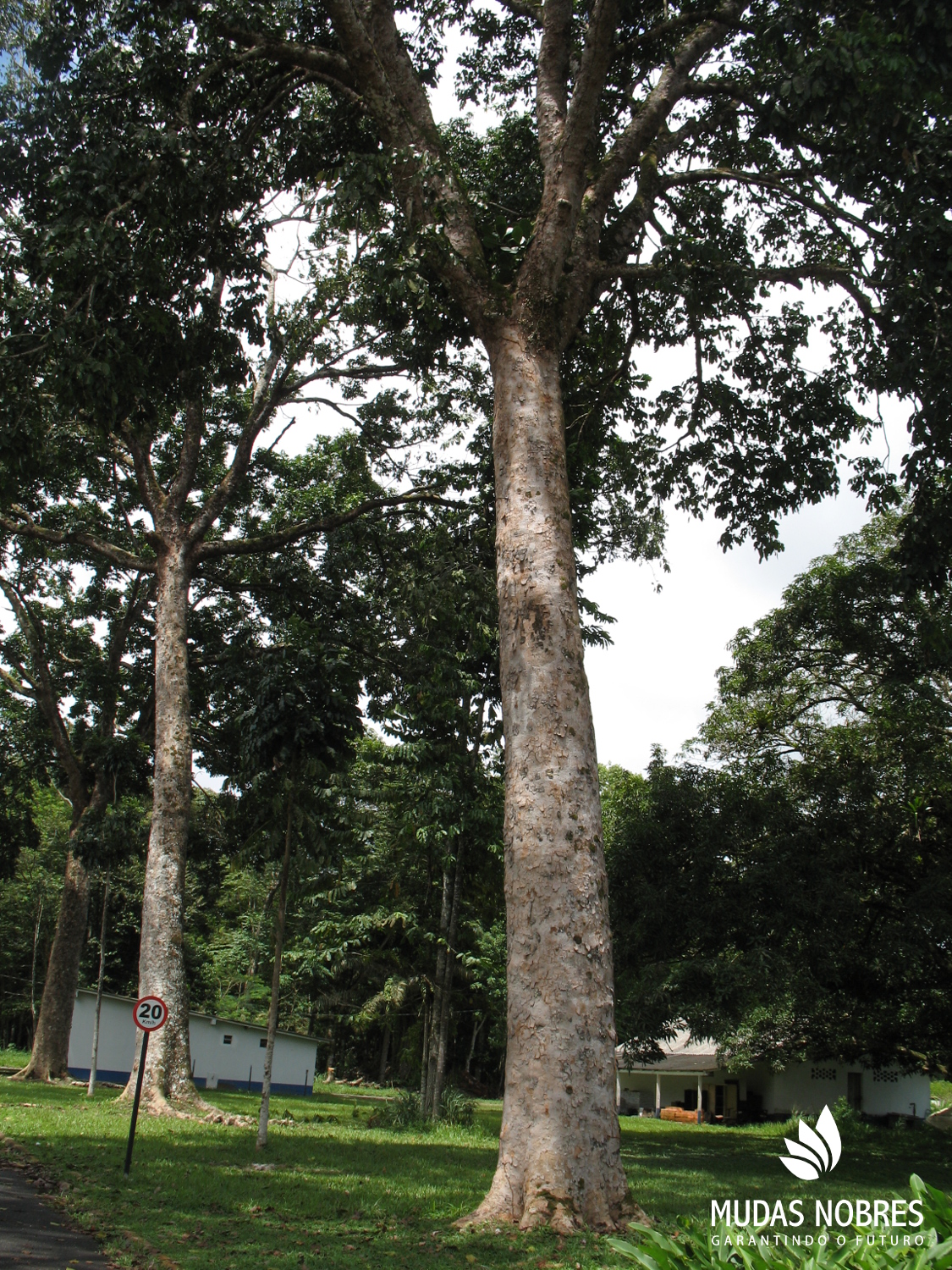 Mudas Nobres apresenta resultado de suas pesquisas sobre o cultivo do mogno africano  na 2ª edição do workshop brasileiro sobre a espécie