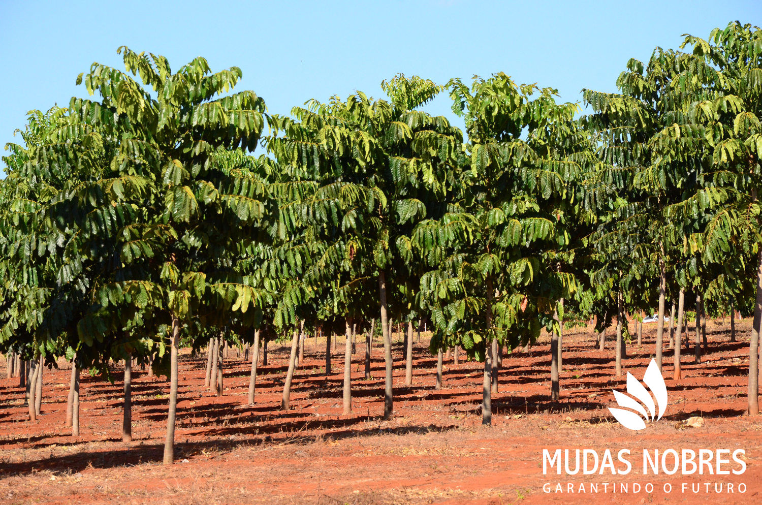 Desenvolvimento do Mogno Africano no Brasil: inventário florestal