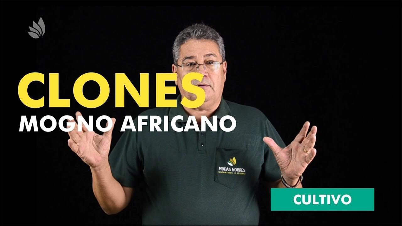 Mogno Africano: Clones