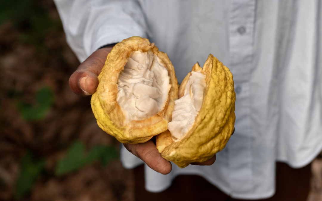 Descubra as vantagens dos sistemas agroflorestais com cacau, banana e mogno africano