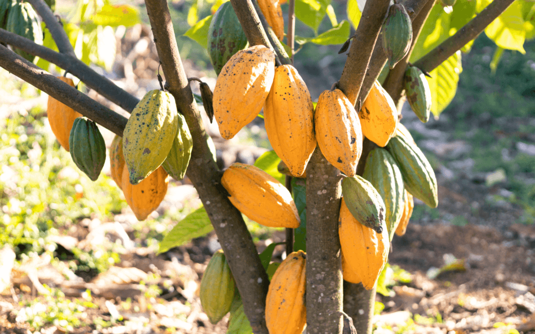 Cultivo de Cacau no Brasil: inovação e sustentabilidade