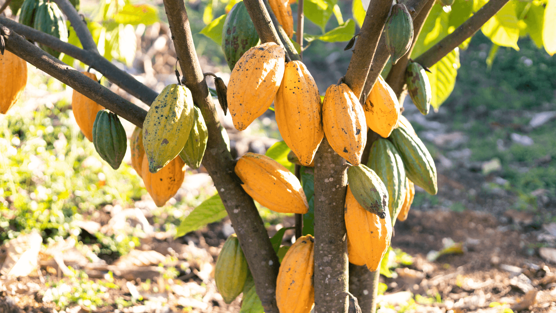 Cultivo de Cacau no Brasil: inovação e sustentabilidade